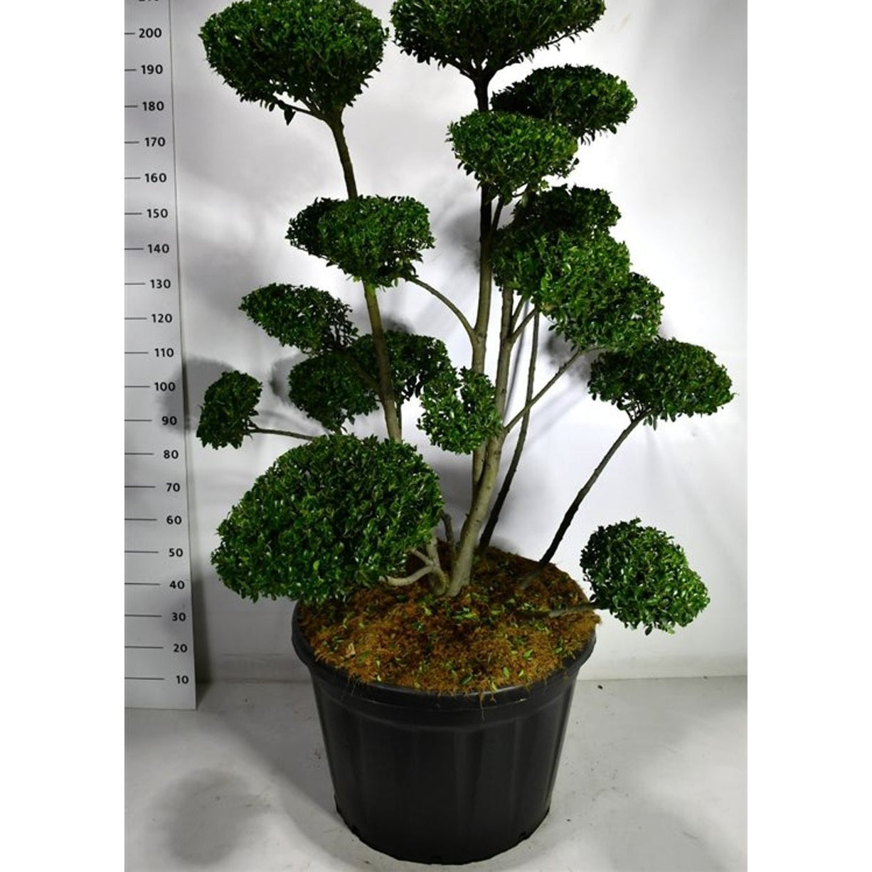 Ilex 'Impala' - C180 125-150 cm. Bonsai